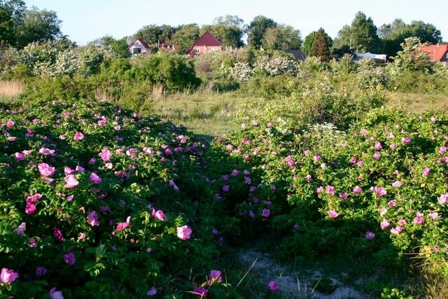 Ferienhaus in Fehmarn OT Fehmarnsund - 'Lotsenhaus' am Fehmarnsund - mit Garten - Bild 15