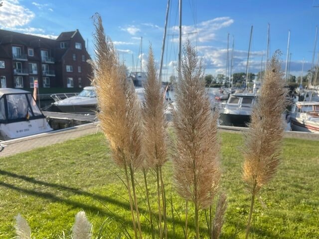 Ferienwohnung in Ueckermünde - Lagunenstadt am Haff Fewo 246 - Seeigel - Bild 12