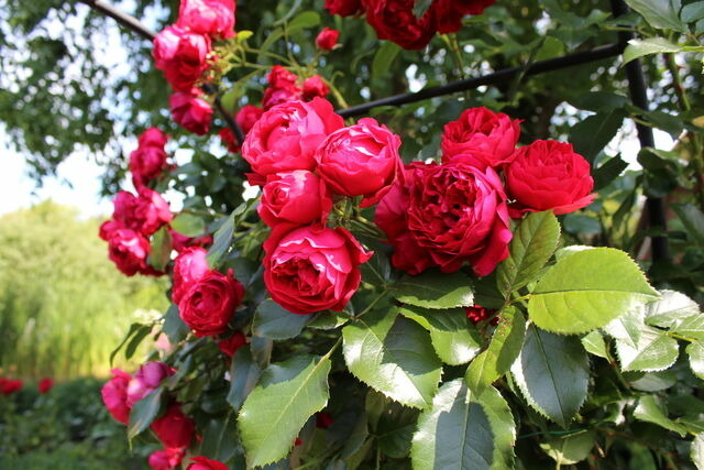 Ferienwohnung in Riepsdorf - "Rosenkate 1" - Bild 20