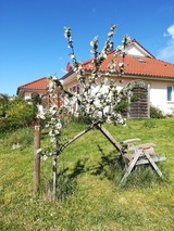 Ferienwohnung in Retschow - AUSZEIT in HARMONIE - Natur pur mit Entspannungsangeboten und Übernachtung im Wasserbett - Bild 16