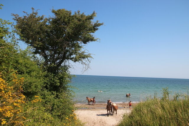 Ferienhaus in Fehmarn OT Staberdorf - Achter de Höf Whg. 5 - Bild 18