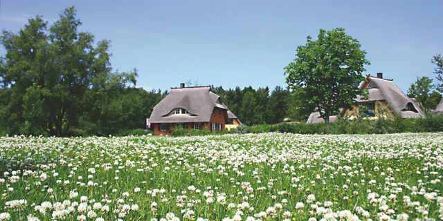 Ferienhaus in Dierhagen - Reetgedecktes Ferienhaus - Bild 10