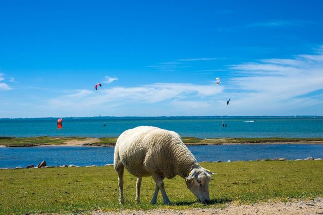 Ferienhaus in Fehmarn OT Vitzdorf - Ferienhaus Meerit - Bild 21