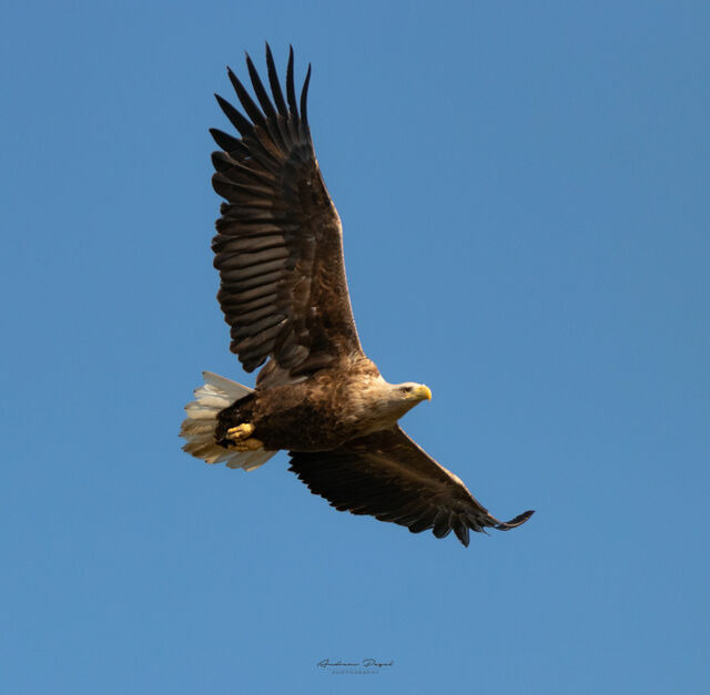 Ferienwohnung in Prerow - FeWo Seeadler - Heuser Prerow - Bild 10