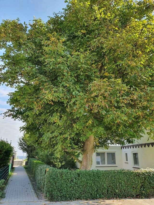 Ferienwohnung in Dahme - Hagelstein IV "Feuerstein" - Bild 22