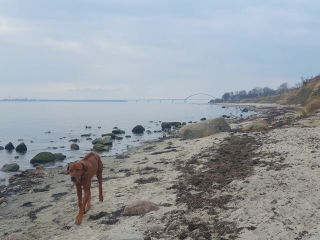 Ferienwohnung in Fehmarn OT Sahrensdorf - Ferienwohnung "Unner Deck" - Bild 10