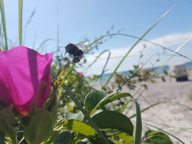 Ferienwohnung in Großenbrode - Sonnendeck 27 - Großenbrode - Bild 17