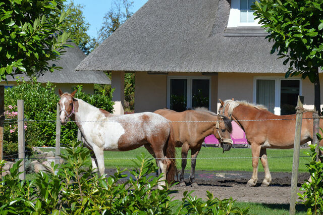 Ferienwohnung in Fehmarn OT Staberdorf - Landhaus 2 - Bild 18