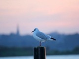 Ferienhaus in Schleswig - Ferienhaus am Wasser - Bild 12